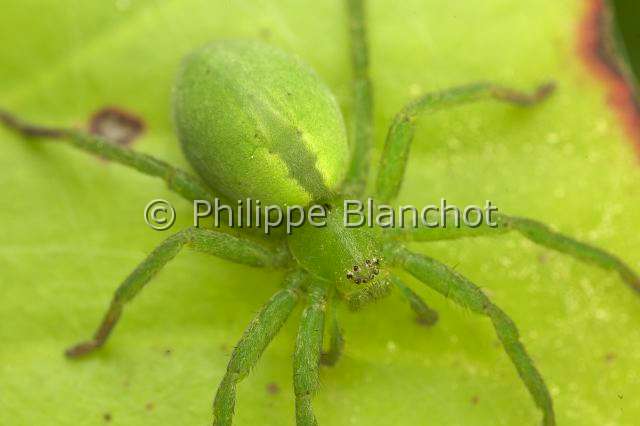 Sparassidae_0006.JPG - France, Araneae, Sparassidae, Micrommate verte (Micrommata virescens), Sparassidae, femelle, Green Huntsman Spider